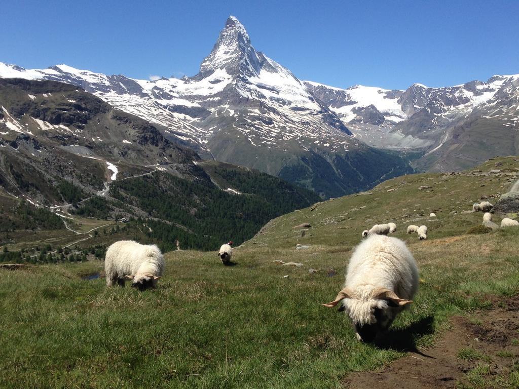 Haus Viktoria A Leilighet Zermatt Rom bilde